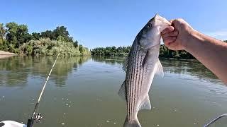 Striper Fishing Sacramento River hot spot!️Game warden check|River King Salmon fishing update|
