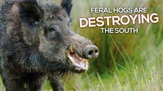 Feral Hogs Are Destroying the Southern United States: History and Conservation