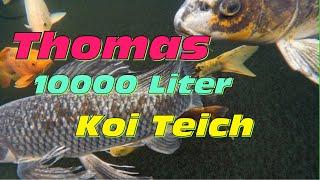 Thomas 10000 Liter Koi Teich mit Spiegelkarpfen und glasklarem Wasser!