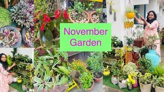 ನವೆಂಬರ್‌ ತಿಂಗಳಲ್ಲಿ ನನ್ನ Garden ಯಾವ ರೀತಿ ಇದೆ ?  November month Garden Tour /Life with Greens  & curry