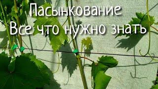 Пасынкование винограда. Как когда и зачем? Делаем правильно. Обязательная зеленая операция