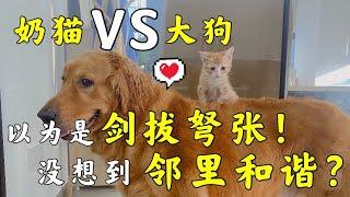 猫和狗 ｜猫狗一起养的日常是什么样子【养汪事务所】