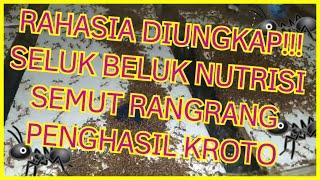 RAHASIA DIUNGKAP !!! BAHAN RESEP NUTRISI SEMUT RANGRANG PENGHASIL KROTO