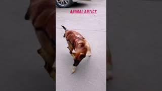 ChickDog Hybrid Yeh Dekho Iska Andaz chicken #animalantics #FunnyHybrid #ChickDog #PetsAndAnimals