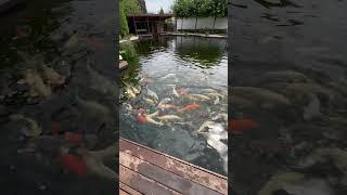 500K Koi Pond with Airlifts! Coming soon!