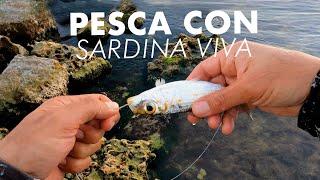 TIPS para PESCADORES: CÓMO PESCAR con SARDINA VIVA