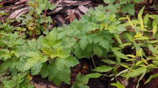 Physocarpus capitatus Tilden Park