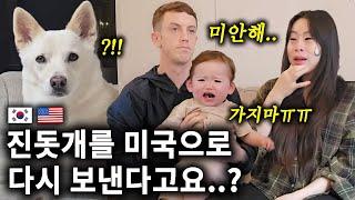 클로이가 아파요.. 진돗개 푸우를 미국에 다시 보낸다고요.?