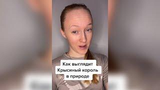 Как выглядит крысиный король в природе