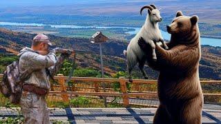 URGUT TUMAN SOY G'O'S TOGʻDA CHOʻPON ECHKI VA QOʻYLARIGA HAMLA QILDI AYIQ/A BEAR ATTACKED THE SHEPHE