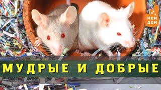 Крысы в доме!