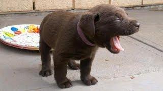 Cute Puppies Howling - GUARANTEED TO MAKE YOUR DOG HOWL 2018