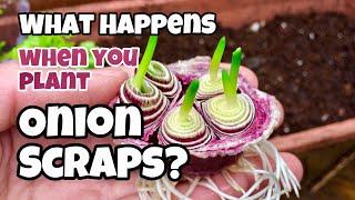 This is What Happens When You Regrow Onion Bottoms