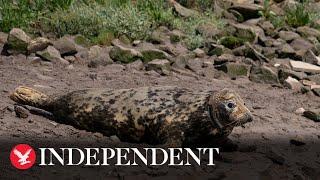 Injured seal returns to wild after two years of care in Norfolk