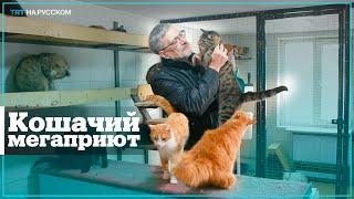 Житель Алматы приютил 170 кошек и 12 собак