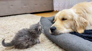 What does a Tiny Kitten do when It Finds a Sleeping Golden Retriever