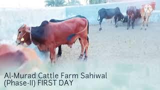 Cattle farming in Pakistan|Earn 4 lac from successful cattle farm business|best business in 2021