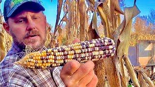 Corn picking boys in Tennessee!