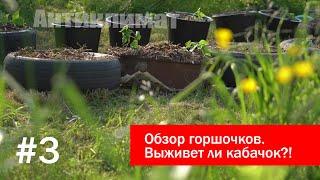 Выживет ли кабачок?! Обзор, батат, кабачок, табачок, фасоль.
