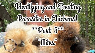 **Identifying and Treating** Parasites in Chickens MITES (Part 5)