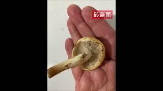 砖盖菌 可食用菌 brick cap mushroom