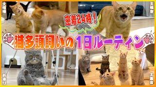 【体力無限】猫多頭飼いのリアルすぎる1日に密着したら大忙しでしたww