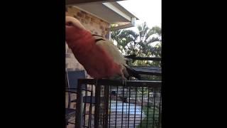 Angry bird/ galah