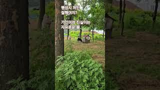 #진도개일상 창성이 황금이는 풀어놓으면 옆집행.
