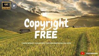 Food|Wheat Field|Fruits|Cooking|Agriculture- No Copyright Video|FootageHut