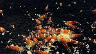 How to Increase Baby Shrimp Survival Rates