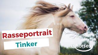 Der Tinker im Rasseportrait