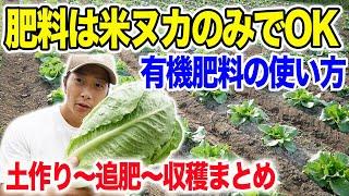 米ぬかだけで十分！化成肥料から有機肥料に切り替えて栽培　レタスと白菜栽培　植付けから収穫まで