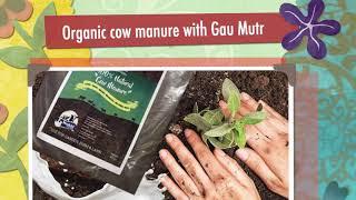 Mukhia Organic Manure (Cow Dung + Gau Mutrah Mixture)