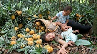 Harvest sweet ripe pineapples to sell at the market - how to build a kitchen for daily cooking