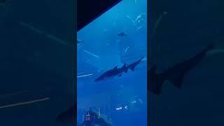 dubai aquarium                           #dubai  #dubaiaquarium #dubailifestyle