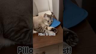 This car cannot sleep without pillow part 10 #cat #catvideos #mycat #catblogger #catlaughs