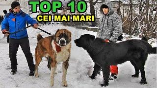 TOP 10 CEI MAI MARI CAINI CIOBANESTI DE LA EXPOZITIA ANULUI - PARTICIPANTI DIN TOATA ROMANIA!