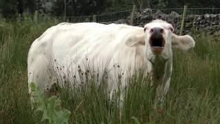  COWS MOOING LOUDLY    HERE'S WHAT THE MOOS MEAN    vitula eligans