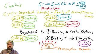 Cell cycle regulation, part 1: Introduction