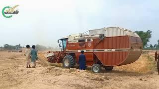 laverda Fiatagri 3650 wheat harvesting and making straw After rain 2024