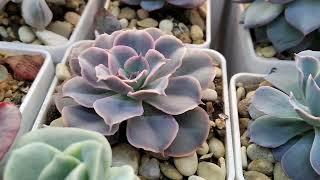 Echeveria Morning Light