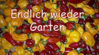 Es geht wieder los - Gartenvideos 01 - Habaneros