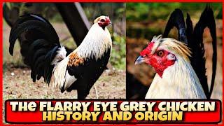 ALL ABOUT THE HISTORY OF FLARRY EYE GREY CHICKEN.