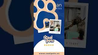 ¿Qué OPINAN nuestros clientes? Reseñas, tu mejor garantía🫧COOL PETS PELUQUERÍA CANINA a domicilio