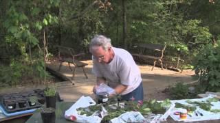 Video 9 - Growing New Prairie Plants Through Cuttings