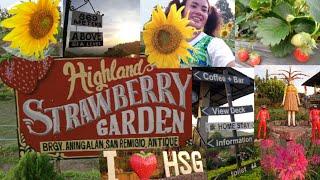 Aningalan Highland Strawberry Garden | Aningalan San Remigio Antique