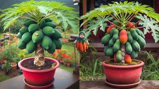 How to grow super beautiful dwarf papaya trees