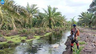 SETELAH BANJIR PARET BESAR JADI SARANG IKAN