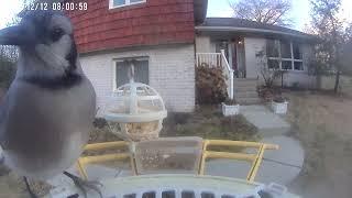 Daily Birdwatching - Netvue Birdfy Birdfeeder Cam - December 12, 2024