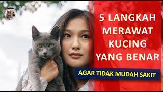 5 Langkah Penting Cara Merawat Kucing Untuk Pemula | Yuk Simak Cara Memelihara Kucing Untuk Pemula